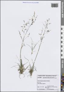 Щучка дернистая, Сибирь, Центральная Сибирь (S3) (Россия)