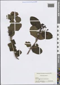 Калина гордовина L., Кавказ, Краснодарский край и Адыгея (K1a) (Россия)