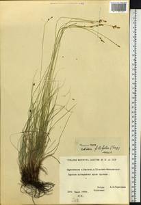 Carex macroprophylla (Y.C.Yang) S.R.Zhang, Сибирь, Якутия (S5) (Россия)