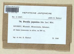 Porella japonica (Sande Lac.) Mitt., Гербарий мохообразных, Мхи - Азия (вне границ бывшего СССР) (BAs) (Япония)