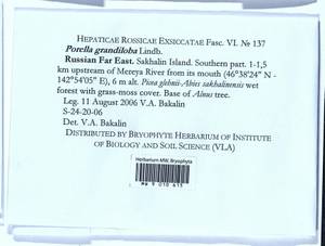 Porella grandiloba Lindb., Гербарий мохообразных, Мхи - Дальний Восток (без Чукотки и Камчатки) (B20) (Россия)