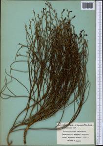 Додарция восточная L., Средняя Азия и Казахстан, Северный и Центральный Тянь-Шань (M4) (Киргизия)