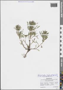 Живучка хиосская (Schreb.) Arcang., Восточная Европа, Средневолжский район (E8) (Россия)