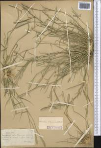 Sporobolus alopecuroides (Piller & Mitterp.) P.M.Peterson, Средняя Азия и Казахстан, Муюнкумы, Прибалхашье и Бетпак-Дала (M9) (Казахстан)