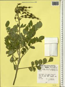 Sophora tomentosa L., Зарубежная Азия (ASIA) (Таиланд)