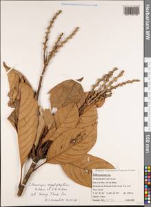 Lithocarpus megalophyllus Rehder & E.H.Wilson, Зарубежная Азия (ASIA) (Вьетнам)