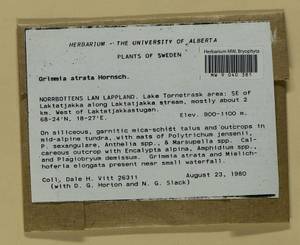 Grimmia atrata Miel. ex Hornsch., Гербарий мохообразных, Мхи - Западная Европа (BEu) (Швеция)