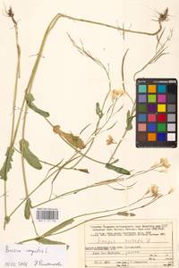 Brassica rapa subsp. sylvestris (L.) Janch., Восточная Европа, Северный район (E1) (Россия)