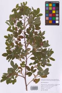 Шиповник майский Herrm., Восточная Европа, Московская область и Москва (E4a) (Россия)