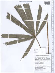 Lanonia hexasepala (Gagnep.) A.J.Hend. & C.D.Bacon, Зарубежная Азия (ASIA) (Вьетнам)