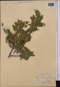 Prunus bucharica (Korsh.) B. Fedtsch., Средняя Азия и Казахстан, Памир и Памиро-Алай (M2) (Киргизия)