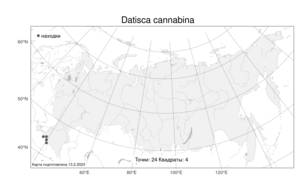 Datisca cannabina, Датиска коноплевая, Датиска конопляная L., Атлас флоры России (FLORUS) (Россия)