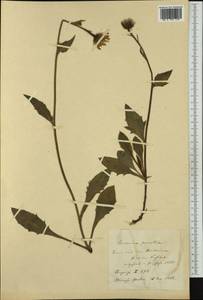 Hieracium porrectum subsp. porrectum, Западная Европа (EUR)