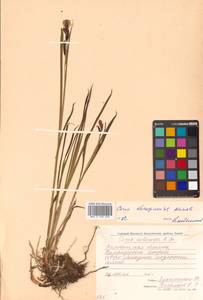 Осока риширинская (Franch.) Kük., Сибирь, Чукотка и Камчатка (S7) (Россия)