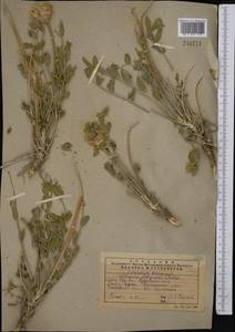 Астрагал алабугский B. Fedtsch., Средняя Азия и Казахстан, Западный Тянь-Шань и Каратау (M3) (Казахстан)