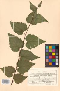 Betula pendula subsp. mandshurica (Regel) Ashburner & McAll., Сибирь, Дальний Восток (S6) (Россия)