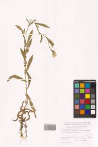 Жерушник австрийский (Crantz) Besser, Восточная Европа, Ростовская область (E12a) (Россия)