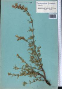 Змееголовник дваждыперистый Rupr., Средняя Азия и Казахстан, Северный и Центральный Тянь-Шань (M4) (Киргизия)