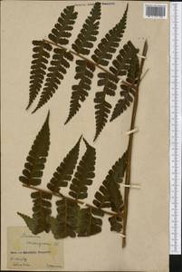 Dennstaedtia arborescens (Willd.) E. Ekman ex Maxon, Америка (AMER) (Колумбия)