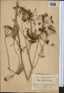 Ферула овечья (Boiss.) Boiss., Средняя Азия и Казахстан, Северный и Центральный Тянь-Шань (M4) (Киргизия)