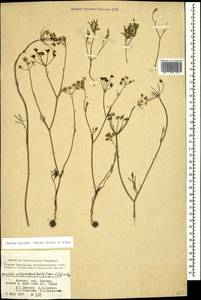 Буниум мелкоплодный (Boiss.) Freyn & Sint. ex Freyn, Кавказ, Армения (K5) (Армения)