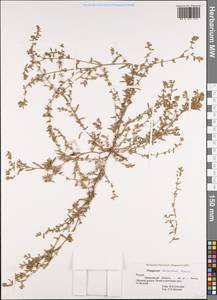 Спорыш простертый, Спорыш обыкновенный Boreau, Сибирь, Алтай и Саяны (S2) (Россия)