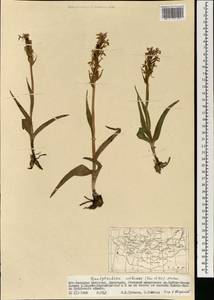 Dactylorhiza incarnata subsp. cilicica (Klinge) H.Sund., Монголия (MONG) (Монголия)