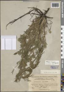 Полынь веничная, Полынь метельчатая Waldst. & Kit., Восточная Европа, Восточный район (E10) (Россия)