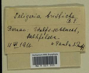 Seligeria trifaria (Brid.) Lindb., Гербарий мохообразных, Мхи - Западная Европа (BEu) (Германия)