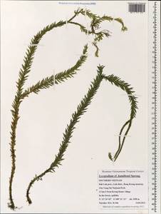 Phlegmariurus hamiltonii (Spreng.) Á. Löve & D. Löve, Зарубежная Азия (ASIA) (Вьетнам)