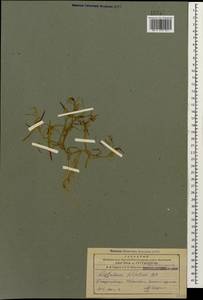 Лепталеум нителистный (Willd.) DC., Кавказ, Азербайджан (K6) (Азербайджан)