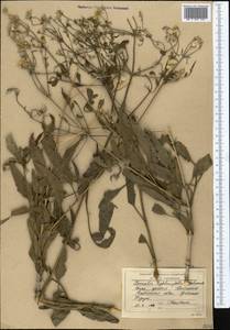 Clematis asplenifolia Schrenk ex Fisch. & C. A. Mey., Средняя Азия и Казахстан, Западный Тянь-Шань и Каратау (M3) (Киргизия)
