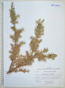 Можжевельник скальный Pall., Сибирь, Дальний Восток (S6) (Россия)