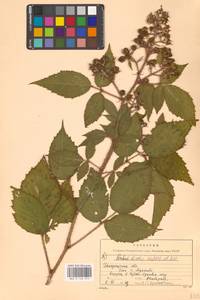 Ежевика щетинистая Waldst. & Kit., Восточная Европа, Западно-Украинский район (E13) (Украина)