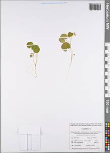 Фиалка двухцветковая L., Восточная Европа, Северный район (E1) (Россия)