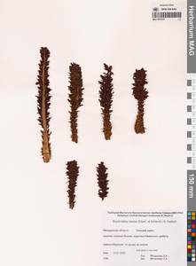 Бошнякия русская (Cham. & Schlecht) B.Fedtsch., Сибирь, Чукотка и Камчатка (S7) (Россия)