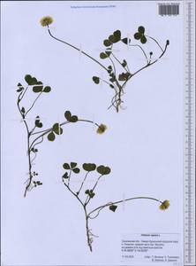 Клевер ползучий L., Сибирь, Дальний Восток (S6) (Россия)