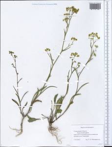 Володушка серповидная L., Восточная Европа, Средневолжский район (E8) (Россия)