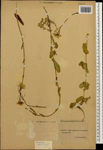 Brassica rapa subsp. sylvestris (L.) Janch., Кавказ, Ставропольский край, Карачаево-Черкесия, Кабардино-Балкария (K1b) (Россия)