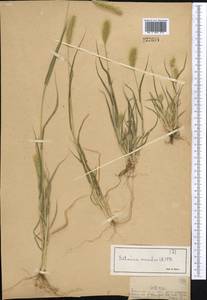 Щетинник зеленый (L.) P.Beauv., Средняя Азия и Казахстан, Джунгарский Алатау и Тарбагатай (M5) (Казахстан)