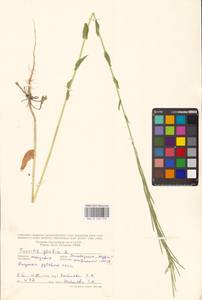 Башеница голая, Башенница гладкая, Вяжечка гладкая L., Восточная Европа, Молдавия (E13a) (Молдавия)