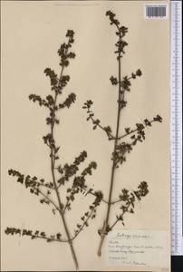 Clinopodium vimineum (L.) Kuntze, Америка (AMER) (Куба)