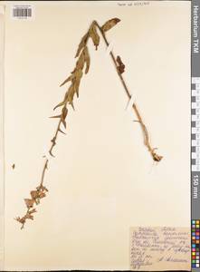 Колокольчик болонский L., Восточная Европа, Центральный район (E4) (Россия)