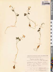 Хохлатка Городкова Karav., Сибирь, Чукотка и Камчатка (S7) (Россия)