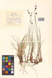 Осока каменная, Осока наскальная L., Сибирь, Дальний Восток (S6) (Россия)