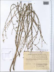 Lactuca viminea subsp. viminea, Крым (KRYM) (Россия)