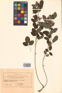 Леспедеца двуцветная Turcz., Сибирь, Дальний Восток (S6) (Россия)