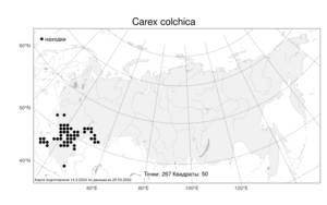 Carex colchica, Осока колхидская J.Gay, Атлас флоры России (FLORUS) (Россия)