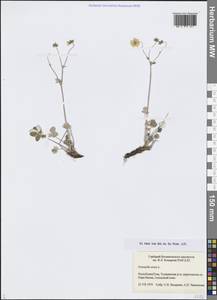 Лапчатка белоснежная, Лапчатка снежная L., Сибирь, Алтай и Саяны (S2) (Россия)