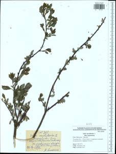 Ива черничная L., Восточная Европа, Центральный район (E4) (Россия)